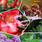 🔥2025 Hot Sale 49%OFF 🌞Home Gardening Universal Slow-Release Tablet Organic Fertilizer